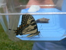 Homer the Swallowtail